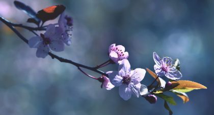 L'arrivée du printemps ça se fête !