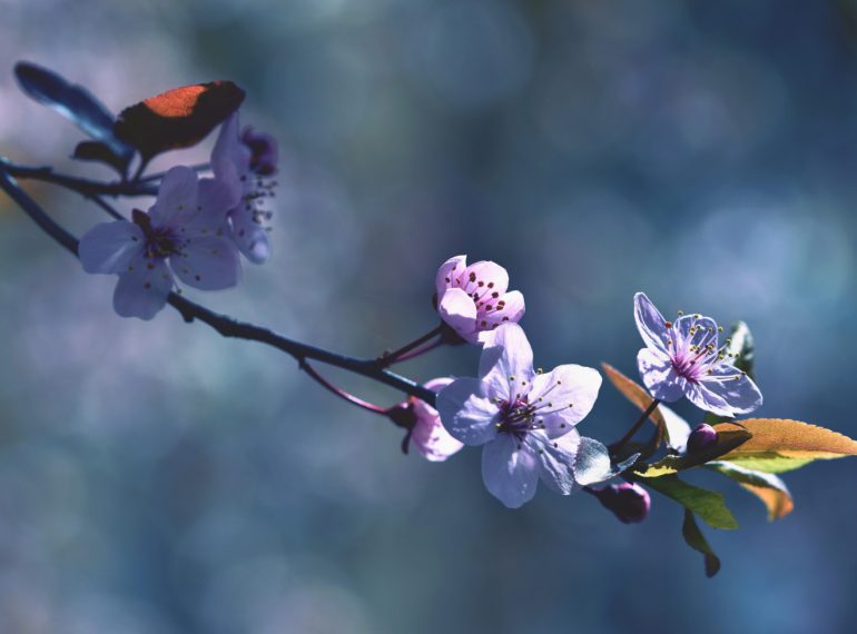 L'arrivée du printemps ça se fête !