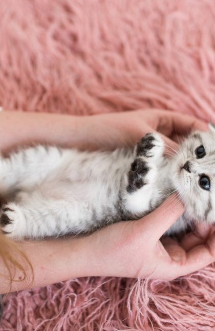 Que vous envoyiez une carte virtuelle à un ami ou que vous partagiez un moment spécial avec votre propre chat, prenez le temps de célébrer cette journée unique. Miaou à tous et bonne Journée du Chat !